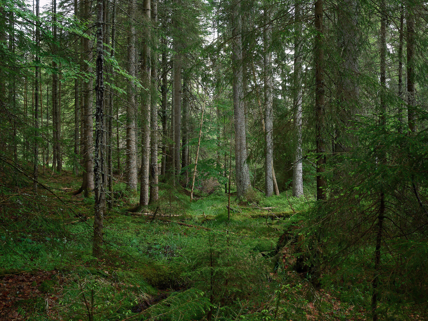Bayerischer Wald, aus der Serie "Zwischen Böumen", 2025