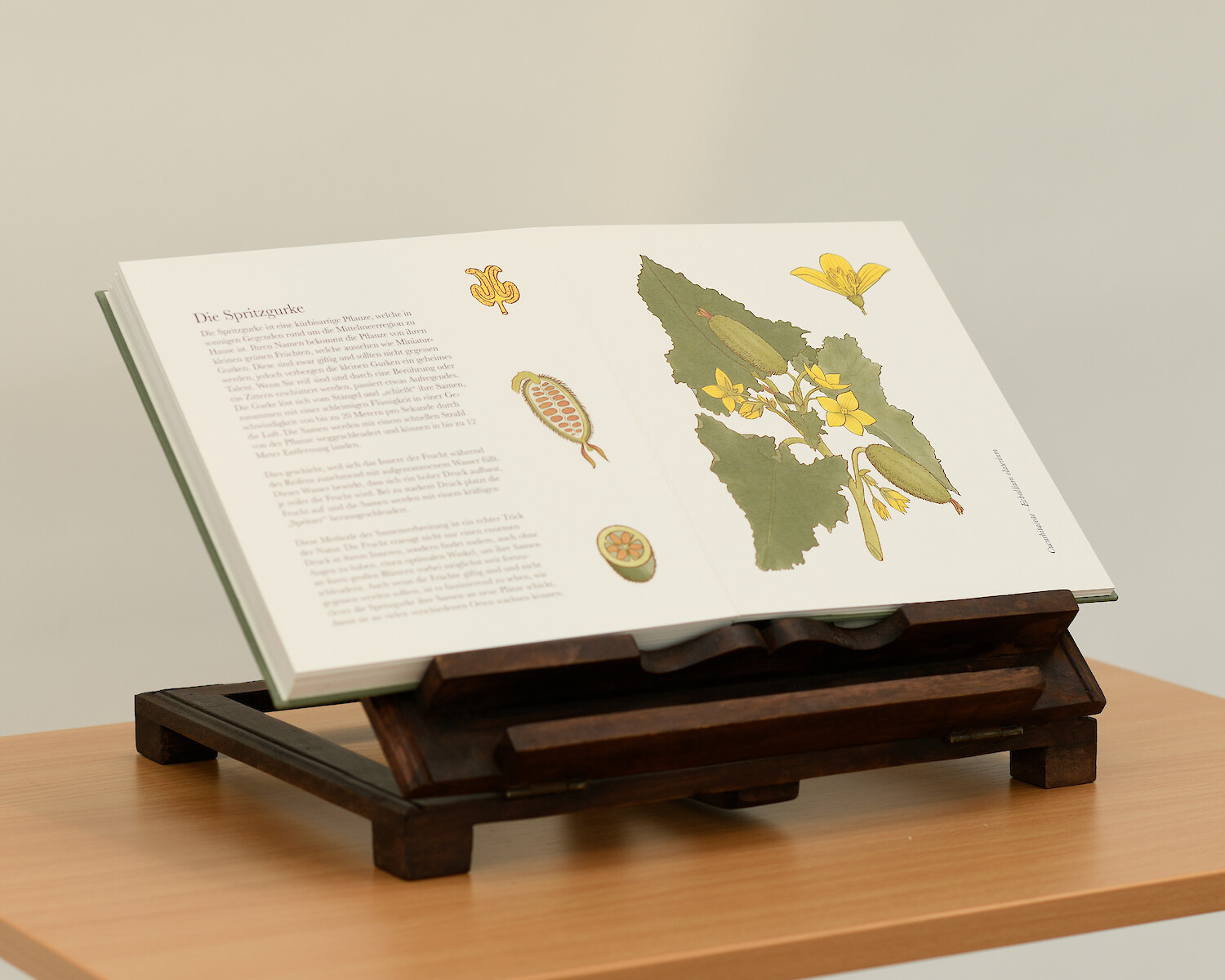 Bildname: Folkwang Finale Das Lebende Lehrbuch Grossartiger Pflanzen Soh6jo.1500x0