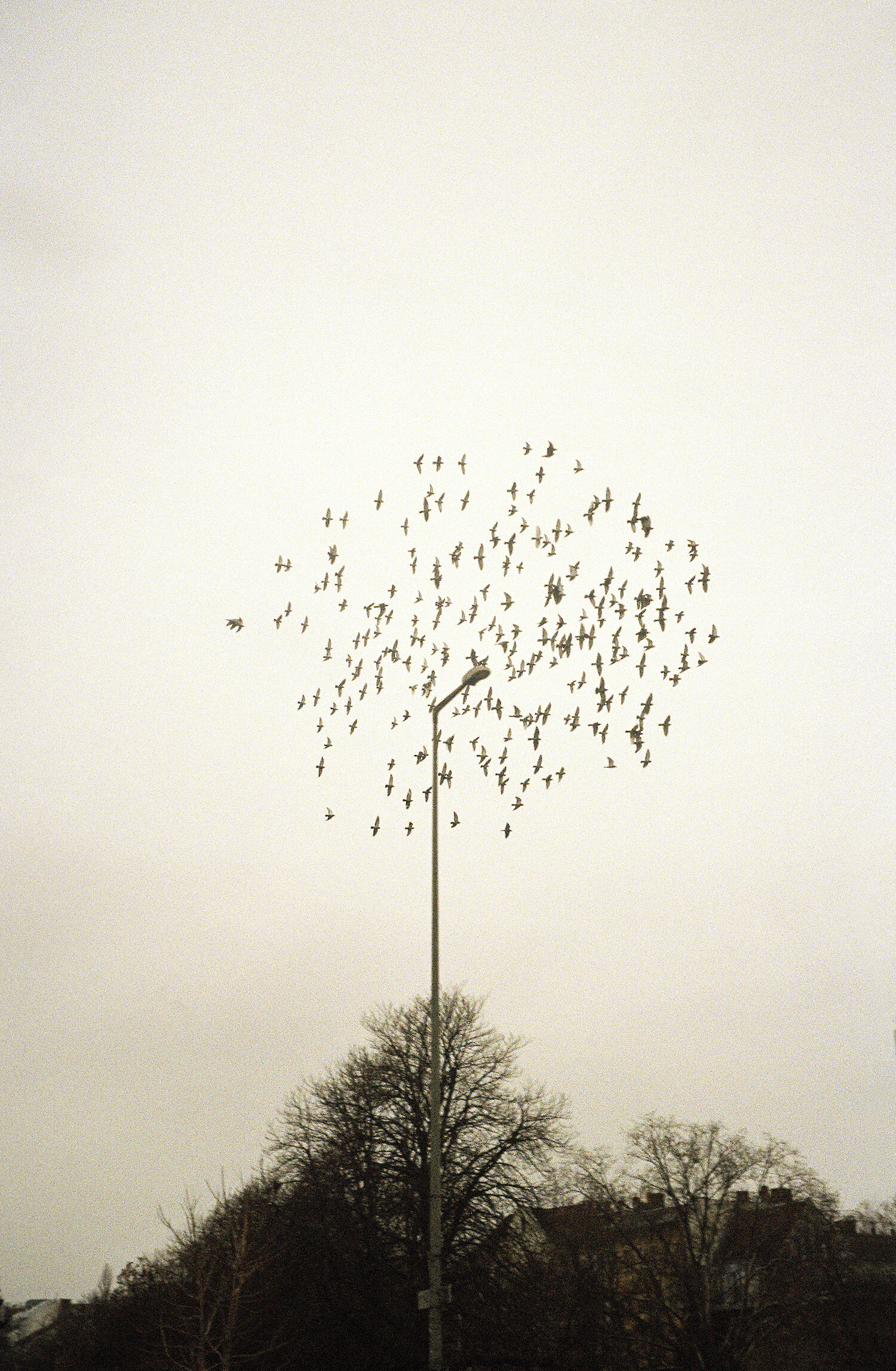 Bildname: Folkwang Finale Stadtvogel Stadtvogel F7n8u3.1500x0